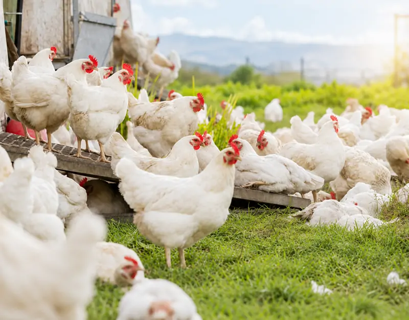 Manganese Sulphate Monohydrate for Poultry Sulfate de manganèse monohydraté pour volaille
