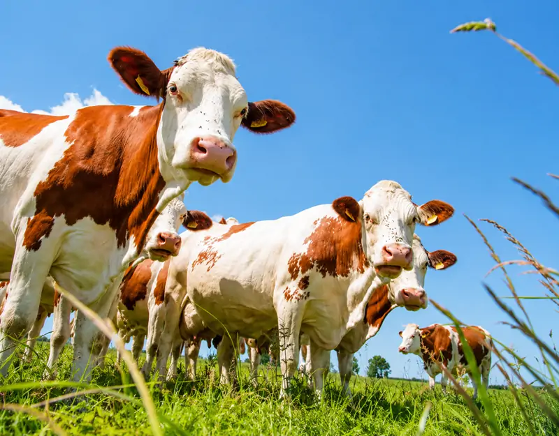Benefits of Manganese Sulphate in Animal Feed Avantages du sulfate de manganèse dans l'alimentation animale