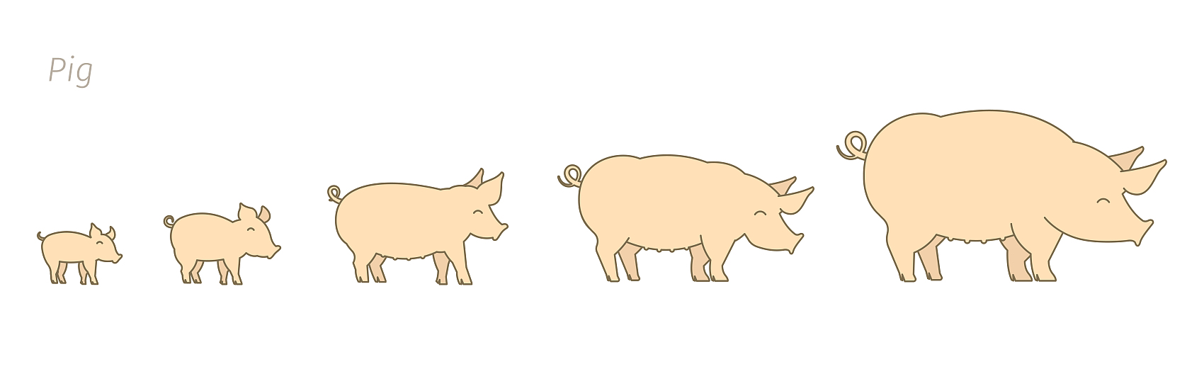 Porcs à différents stades de croissance
