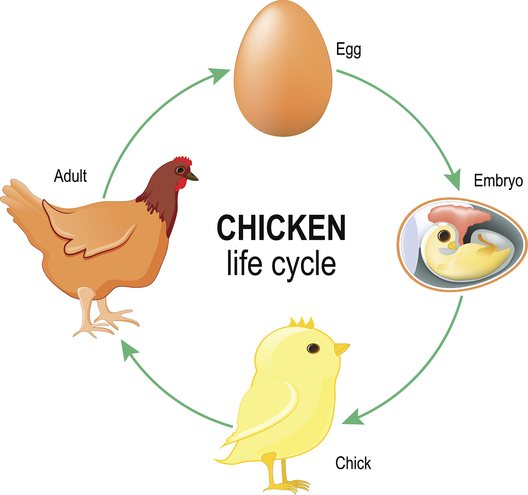 cycle de vie du poulet