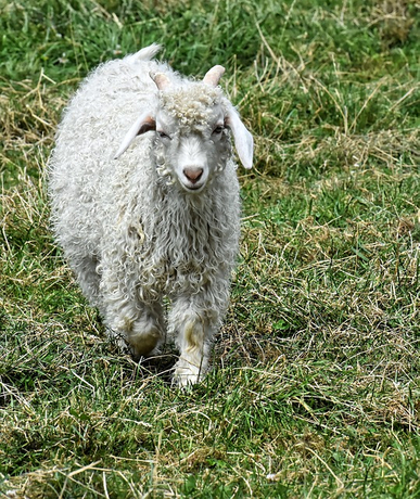 billy-goat-4383538_640.jpg