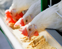 //5nrorwxhomonrik.leadongcdn.com/cloud/liBqnKmmSRklroiorjkq/Protein-And-Amino-Acids-for-Poultry.jpg