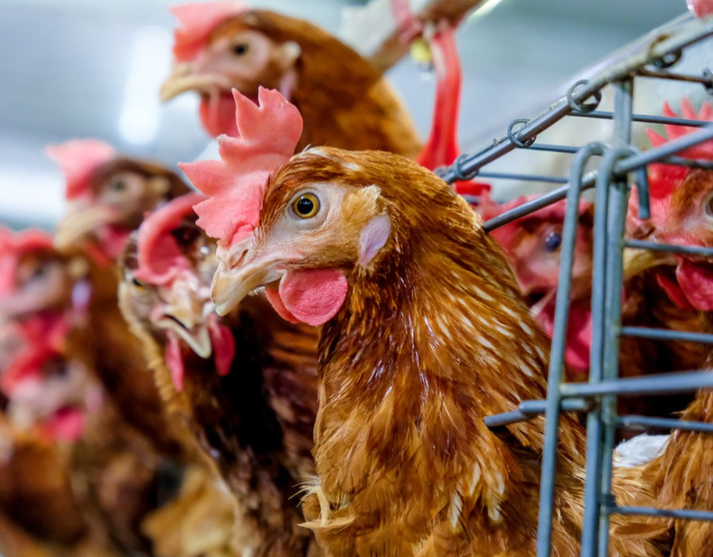 Facteurs influant sur l'efficacité de l'utilisation de l'énergie dans l'alimentation des poules pondeuses