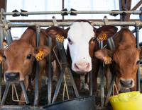 //5nrorwxhomonrik.leadongcdn.com/cloud/liBqnKmmSRrloikkilkq/cattle.png