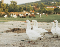 //5nrorwxhomonrik.leadongcdn.com/cloud/liBqnKmmSRrloinliikq/poultry.jpg