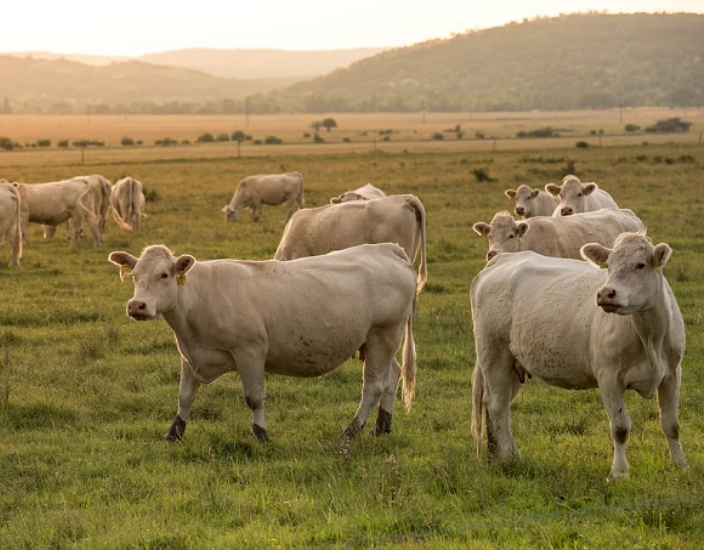 Comment les oligo-éléments améliorent la production animale