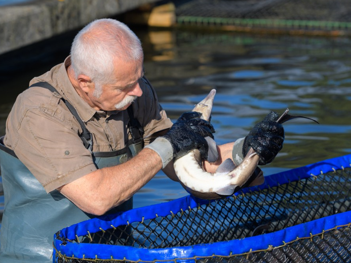 Aquaculture