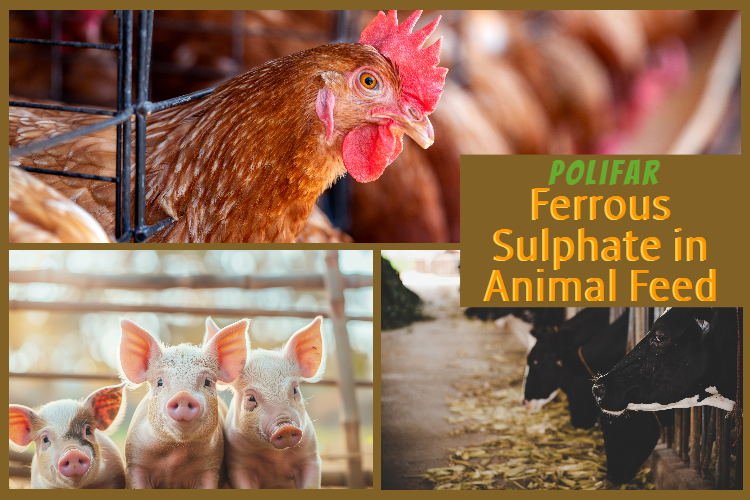 Sulfate ferreux dans l'alimentation animale