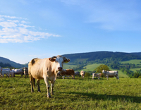 //5nrorwxhomonrik.leadongcdn.com/cloud/ljBqnKmmSRrllipkqokp/cattle.jpg