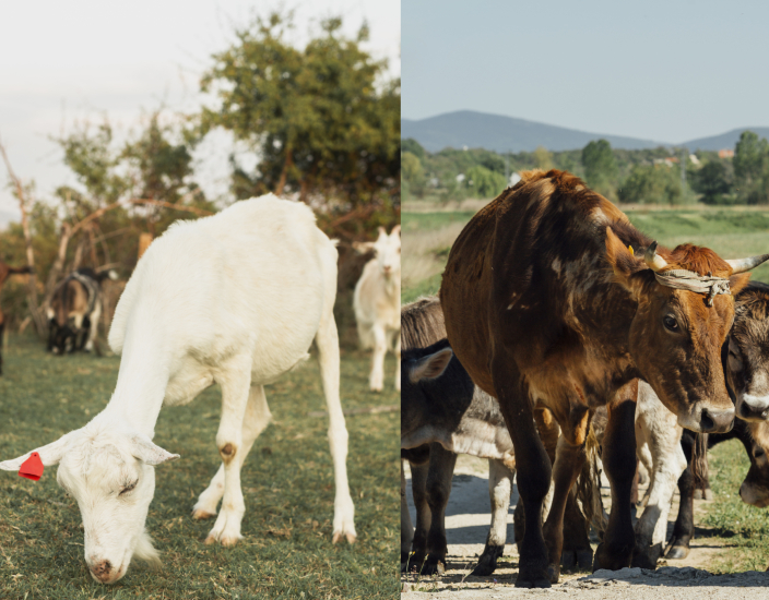 Sulfate de cobalt : essentiel pour la santé animale