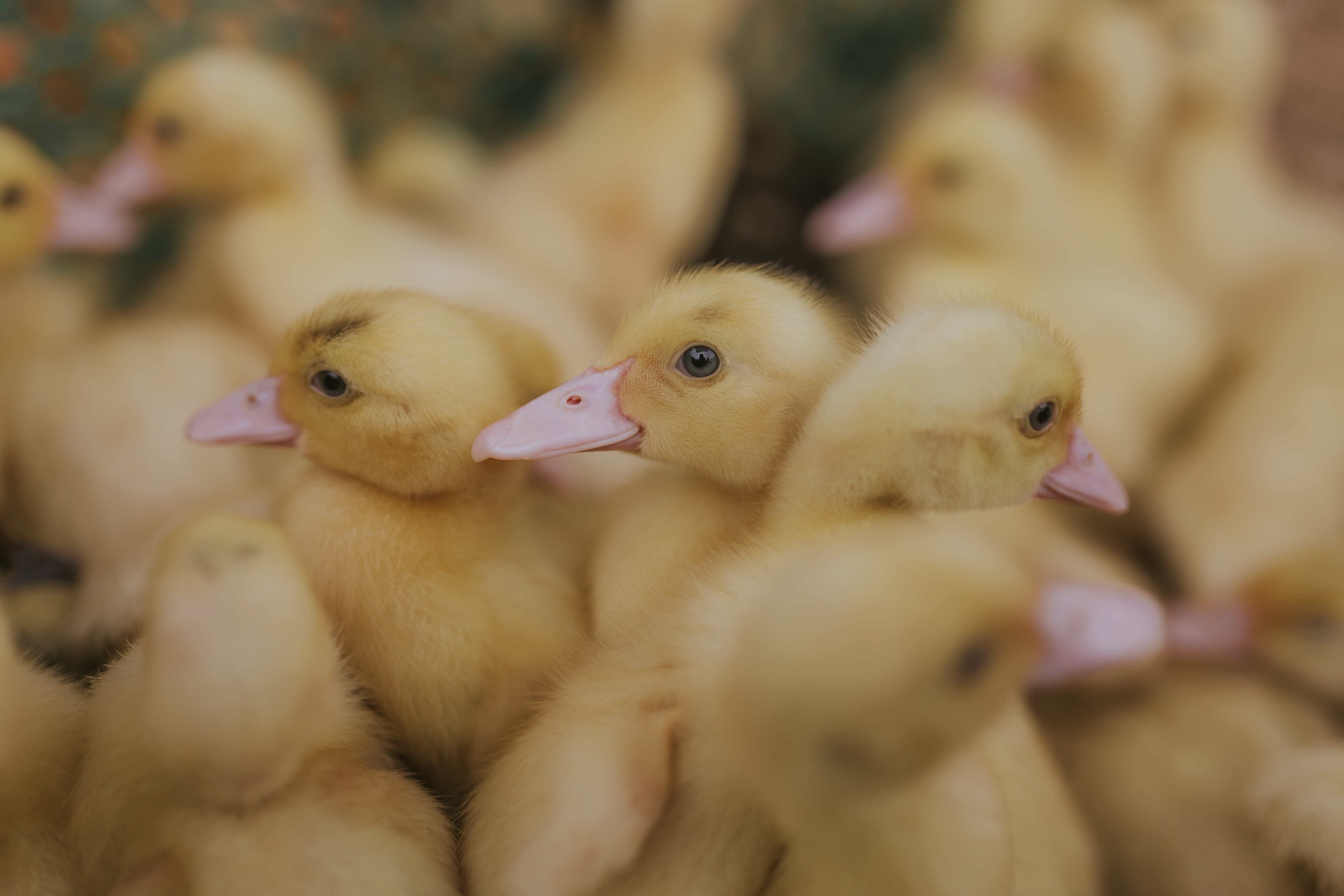 canards mignons