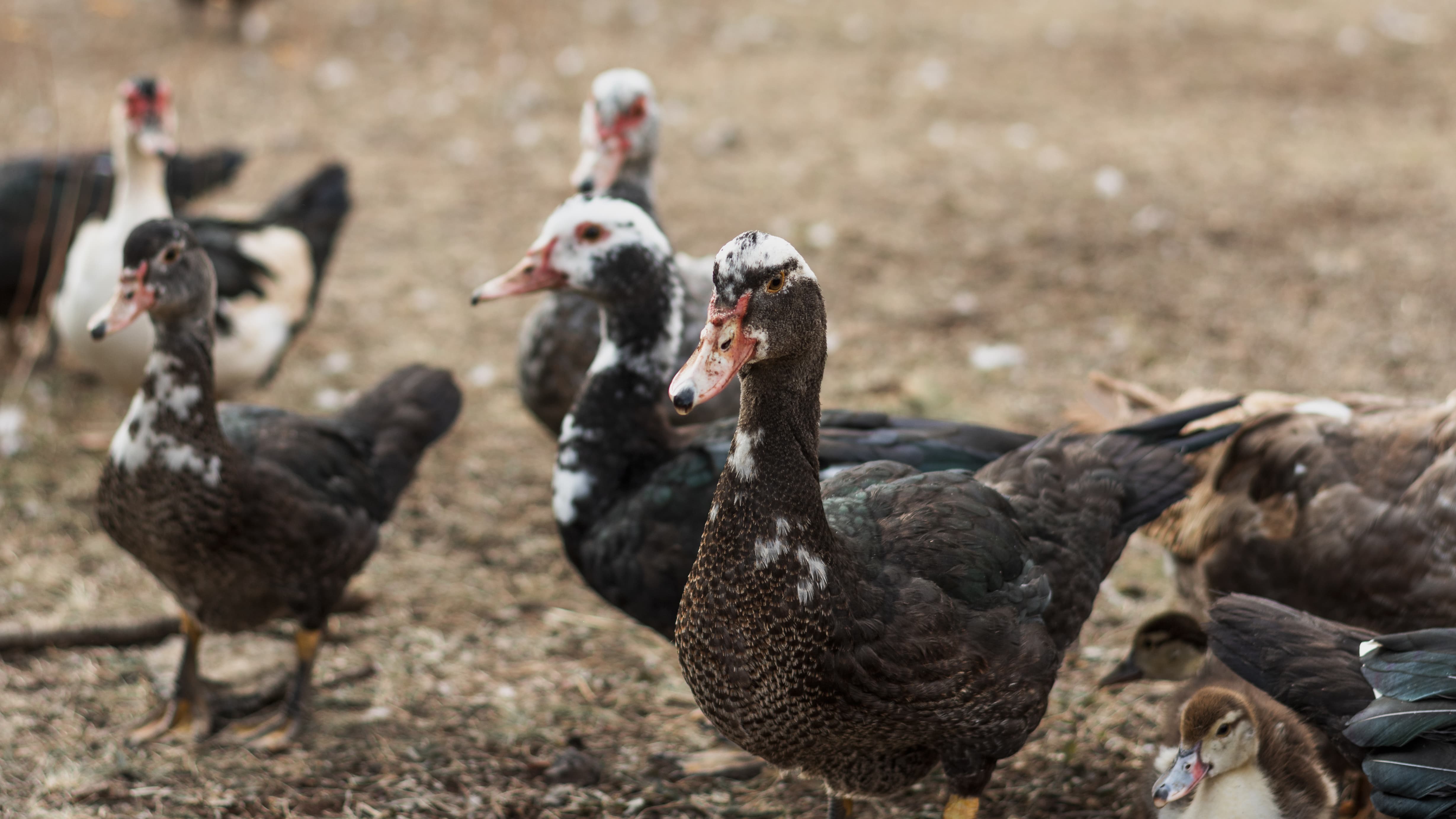 canards debout dans la cour