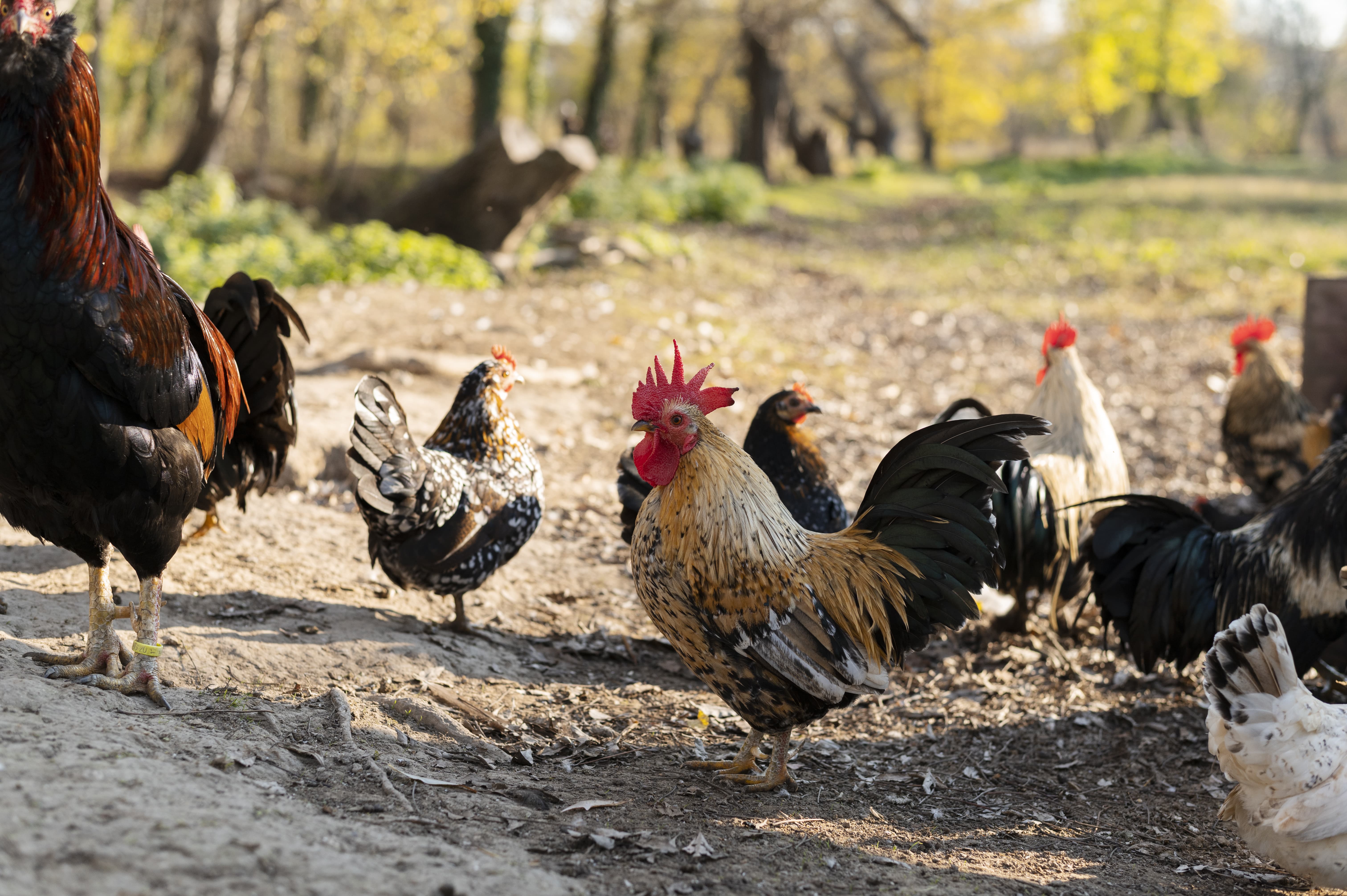 vitamine pour le poulet