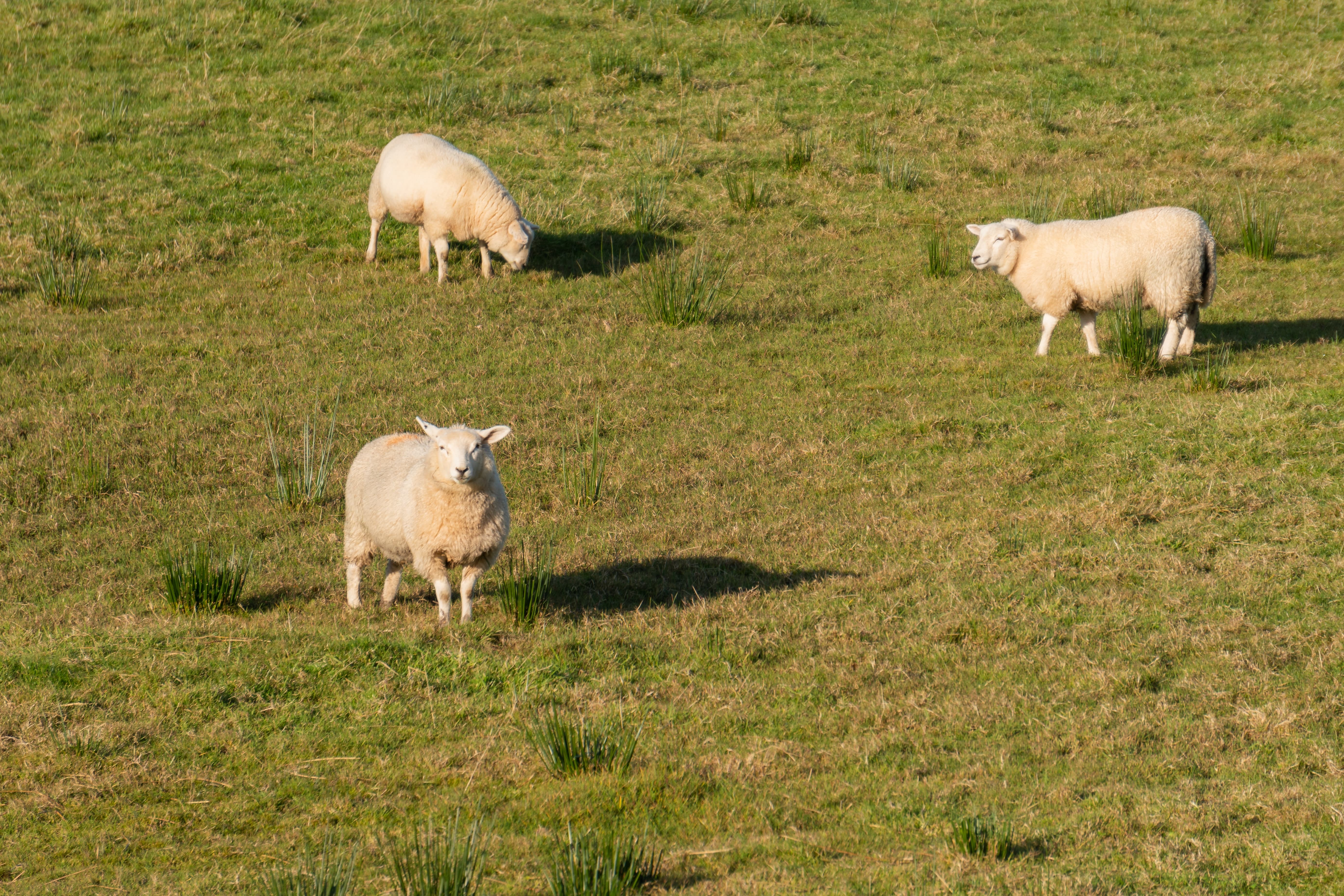 groupe de moutons