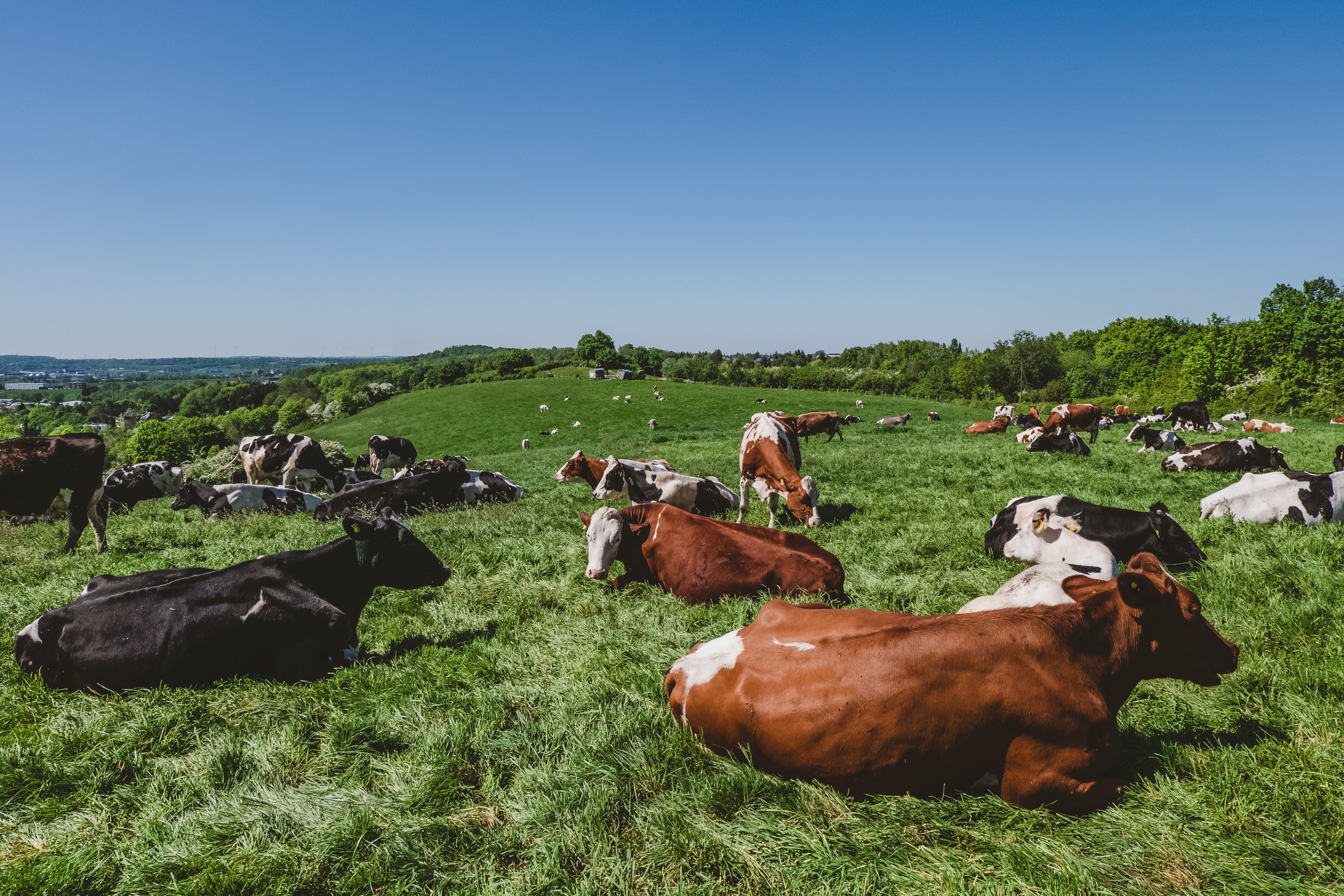 les vaches ont besoin d'oligo-éléments