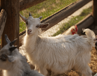 //5nrorwxhomonrik.leadongcdn.com/cloud/llBqnKmmSRrloikirrko/sheep-and-chicken.png