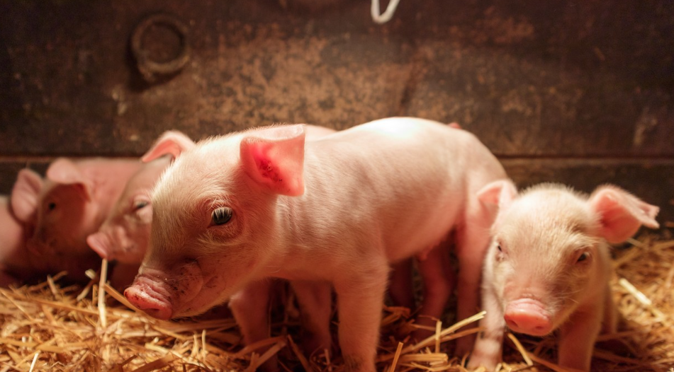 Quel est le rôle des vitamines dans la reproduction des porcs?