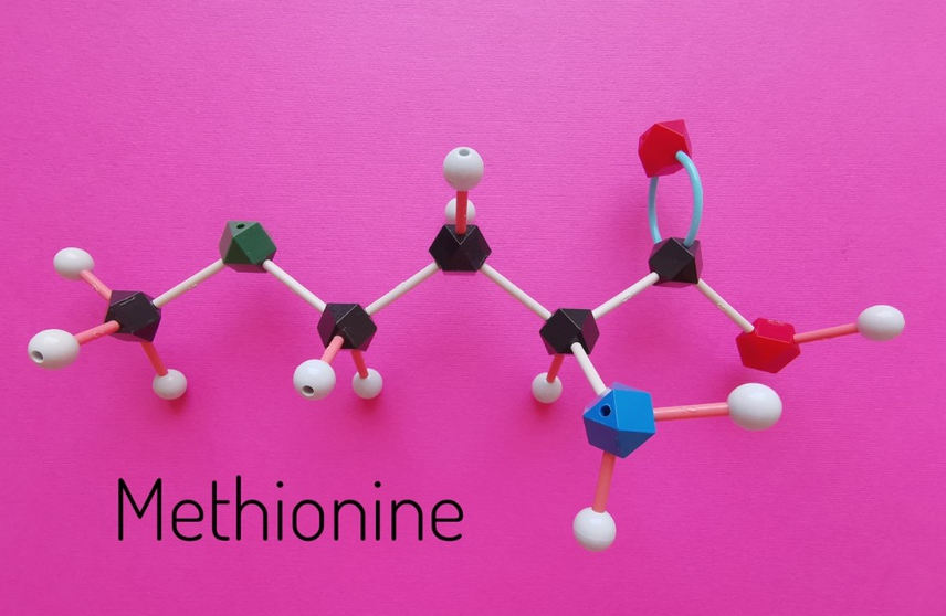 Relation entre la méthionine, la choline et la bétaïne dans la nutrition de la volaille