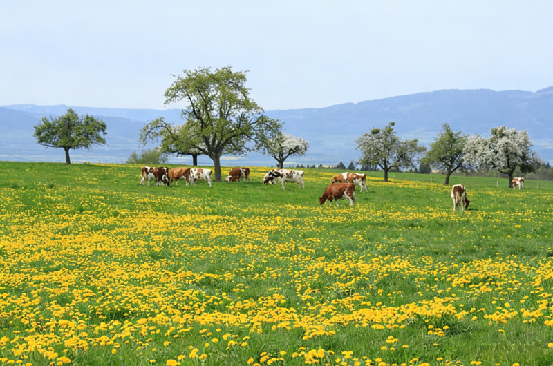 Effets du sulfate de zinc monohydrat&eacute; sur les bovins et les ovins