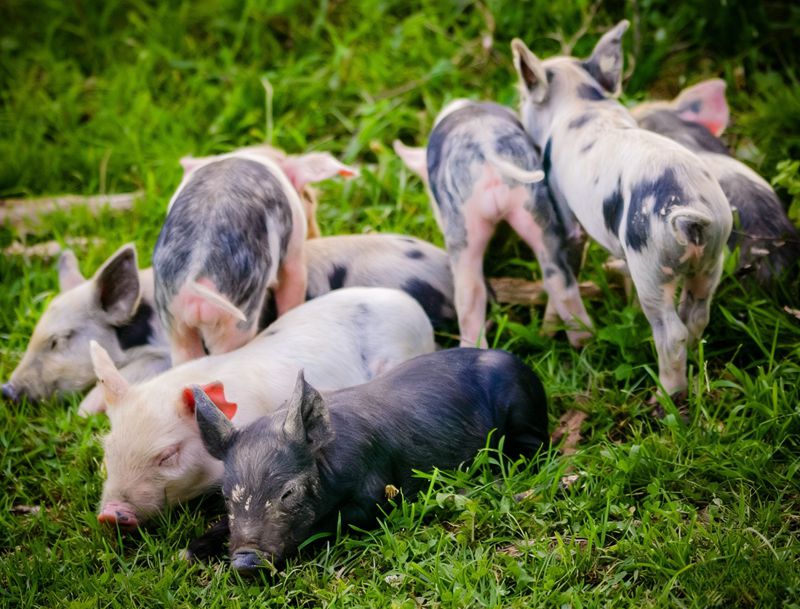 Le r&ocirc;le important de la m&eacute;thionine chez le porcelet