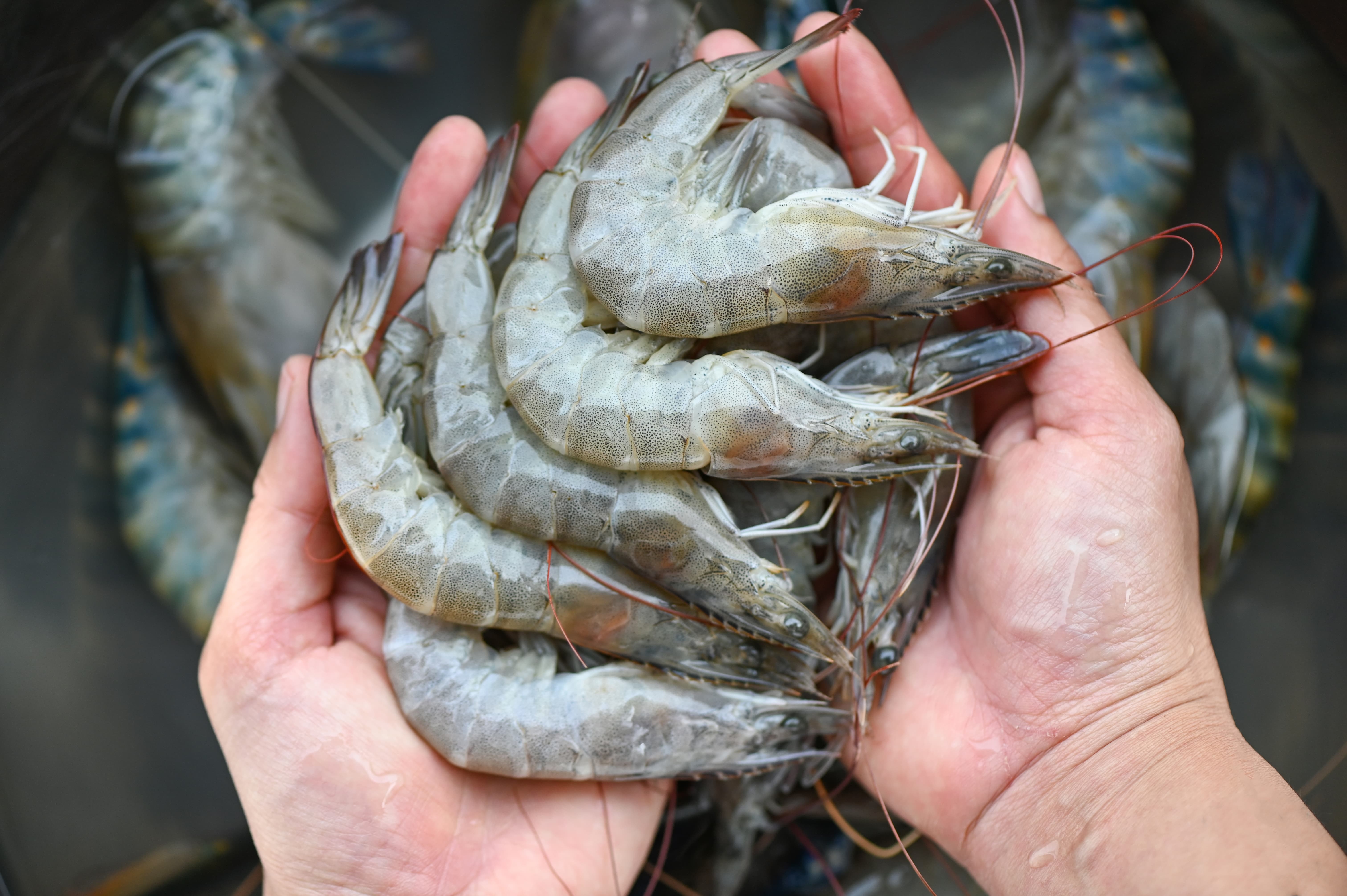 Prémélanges de crevettes