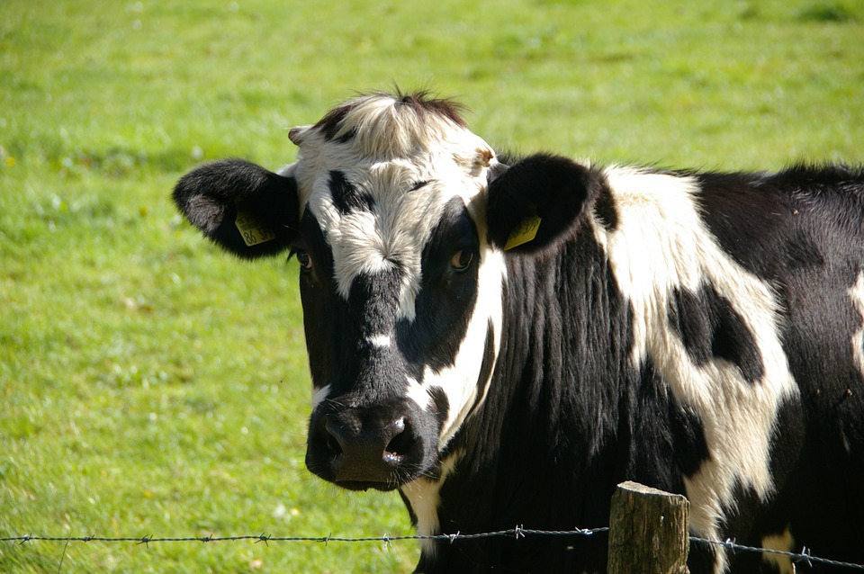 Acides aminés pour animaux