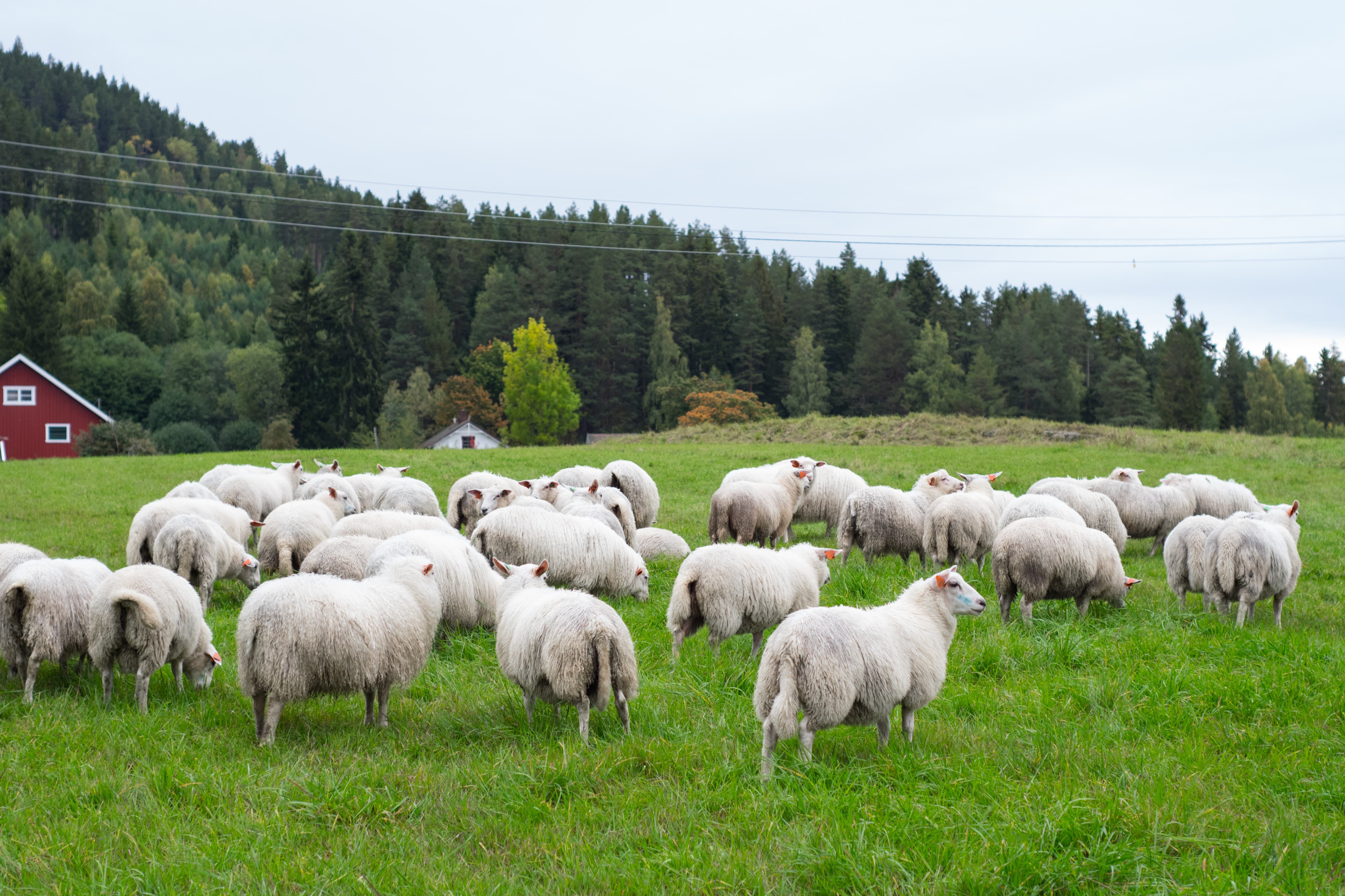 Vitamine de qualité alimentaire pour les moutons