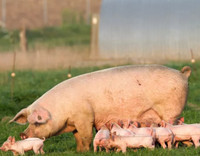 //5nrorwxhomonrik.leadongcdn.com/cloud/lnBqnKmmSRjloljmokkp/Pig-Reproduction.jpg