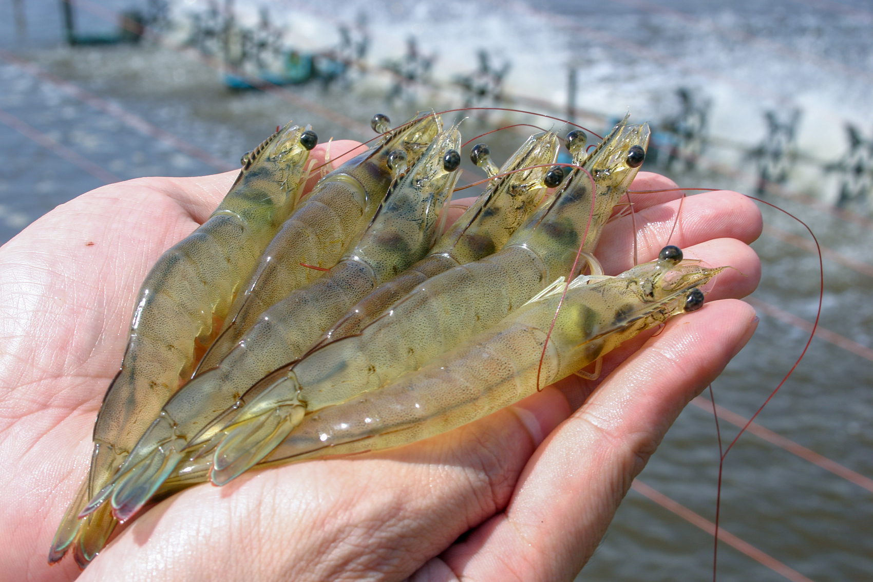 Lutéine pour crevettes