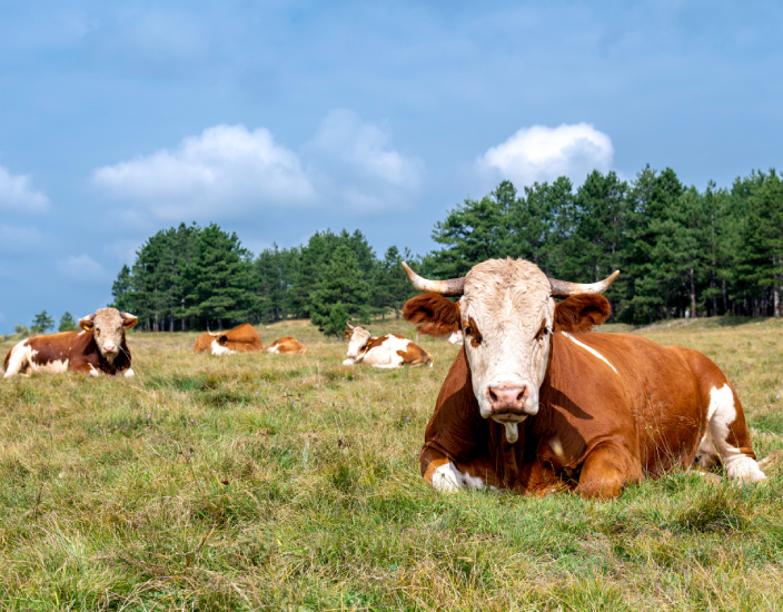 Optimiser la nutrition animale avec le MDCP de qualité alimentaire