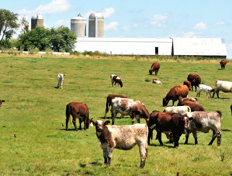 Application de m&eacute;thionine prot&eacute;g&eacute;e dans le rumen chez les ruminants