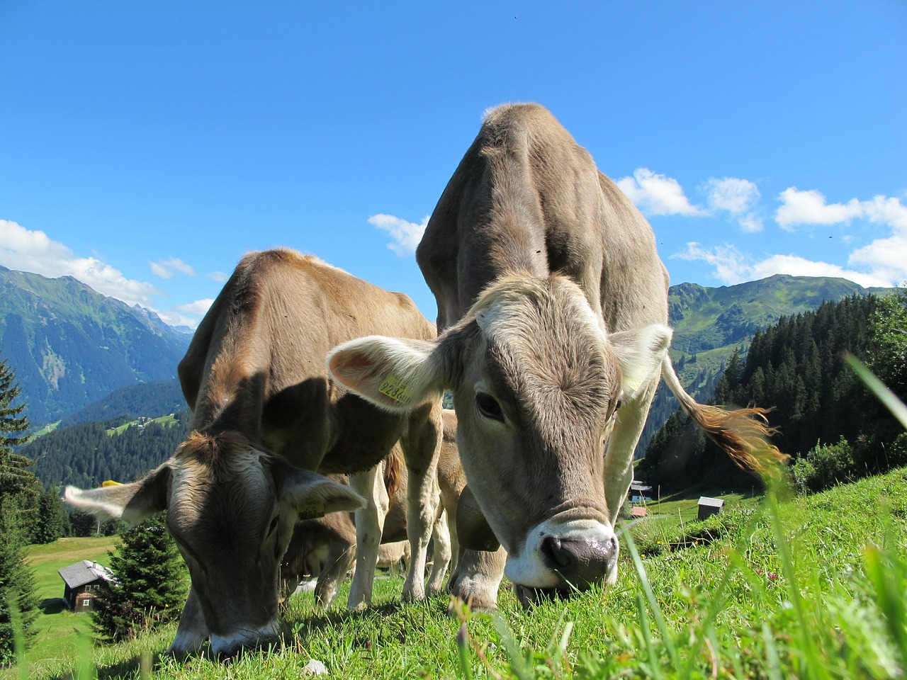 additifs d'oligo-éléments pour bovins