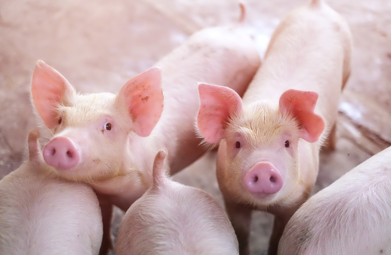 L'application du tryptophane dans l'alimentation des porcs
