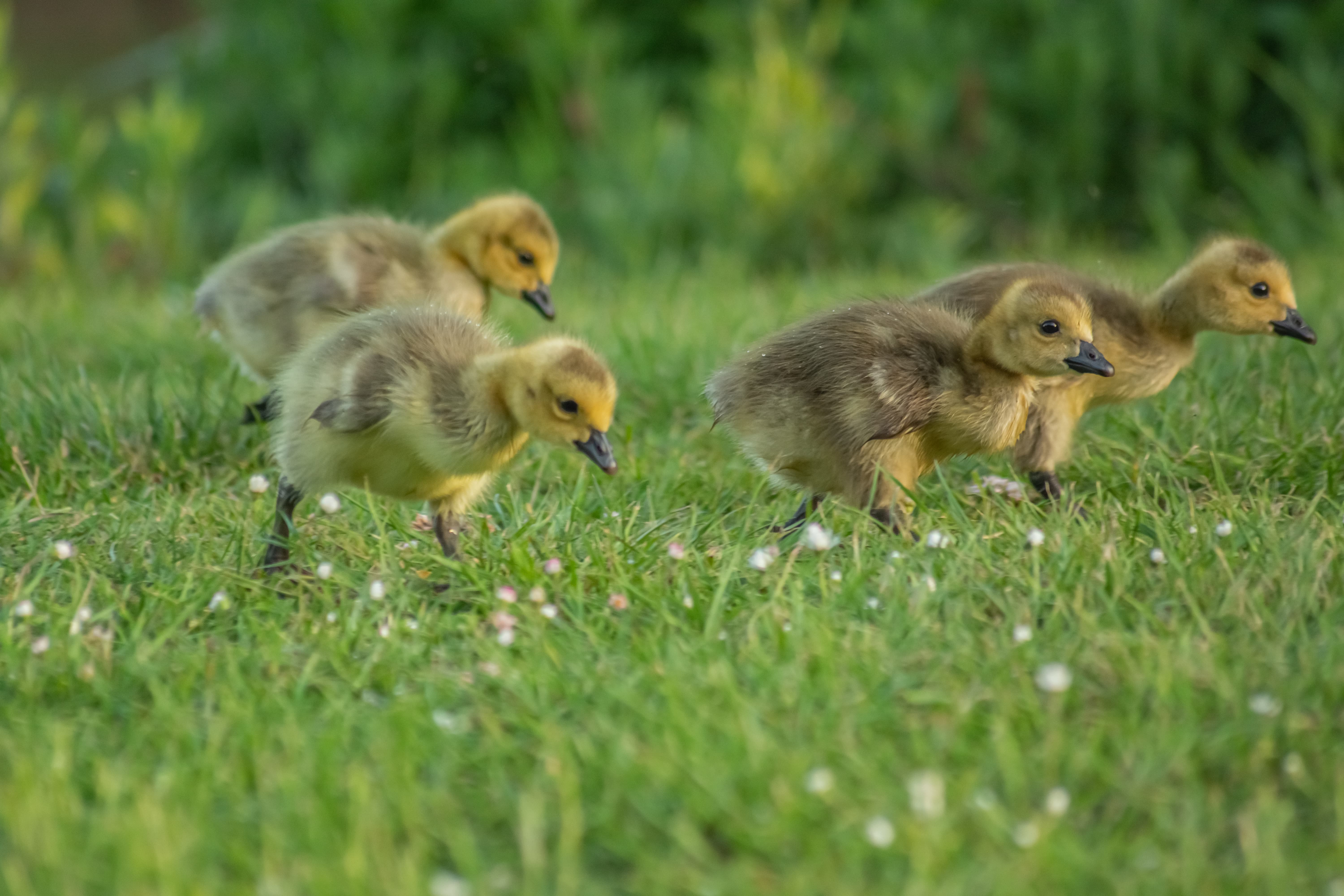 canards