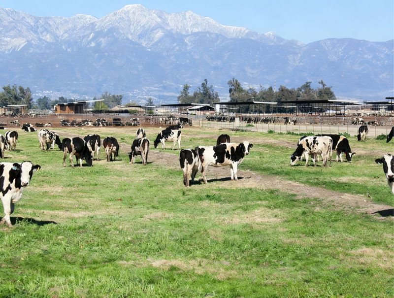 Le r&ocirc;le important de la m&eacute;thionine chez les vaches laiti&egrave;res