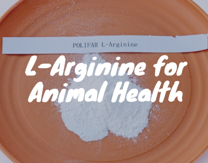 L-Arginine de qualité alimentaire : essentielle pour la santé animale