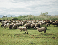 //5nrorwxhomonrik.leadongcdn.com/cloud/loBqnKmmSRrlliorrjko/livestock.jpg