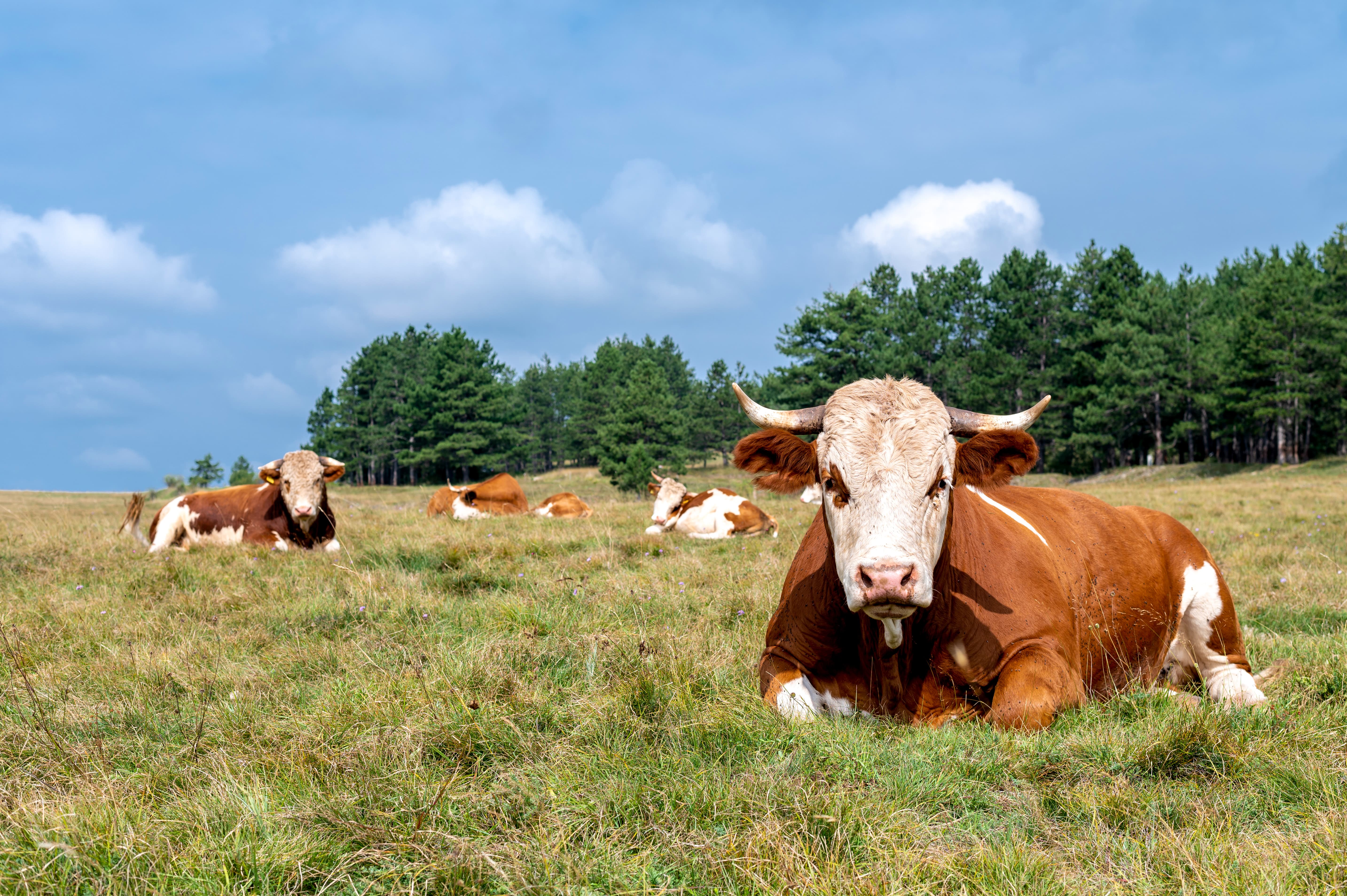 additif alimentaire pour vaches