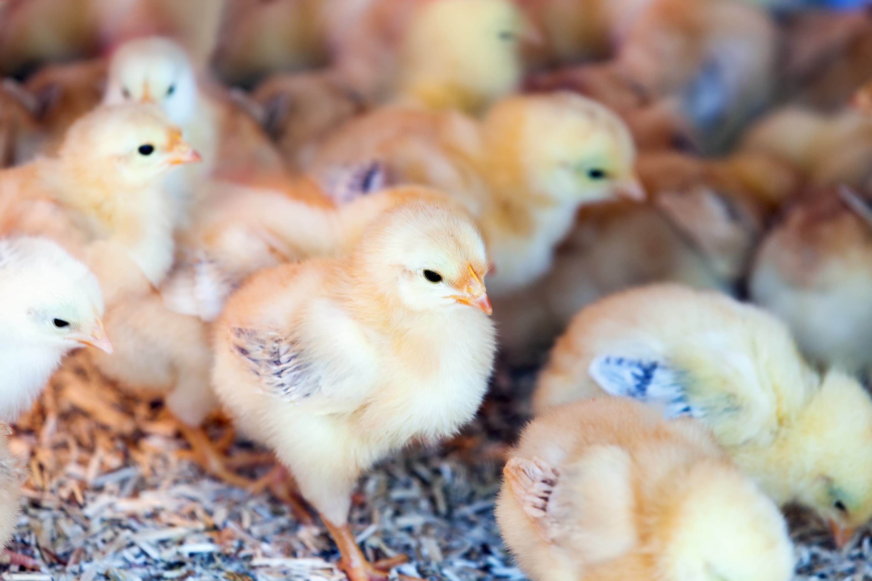 ferme de petits poussins