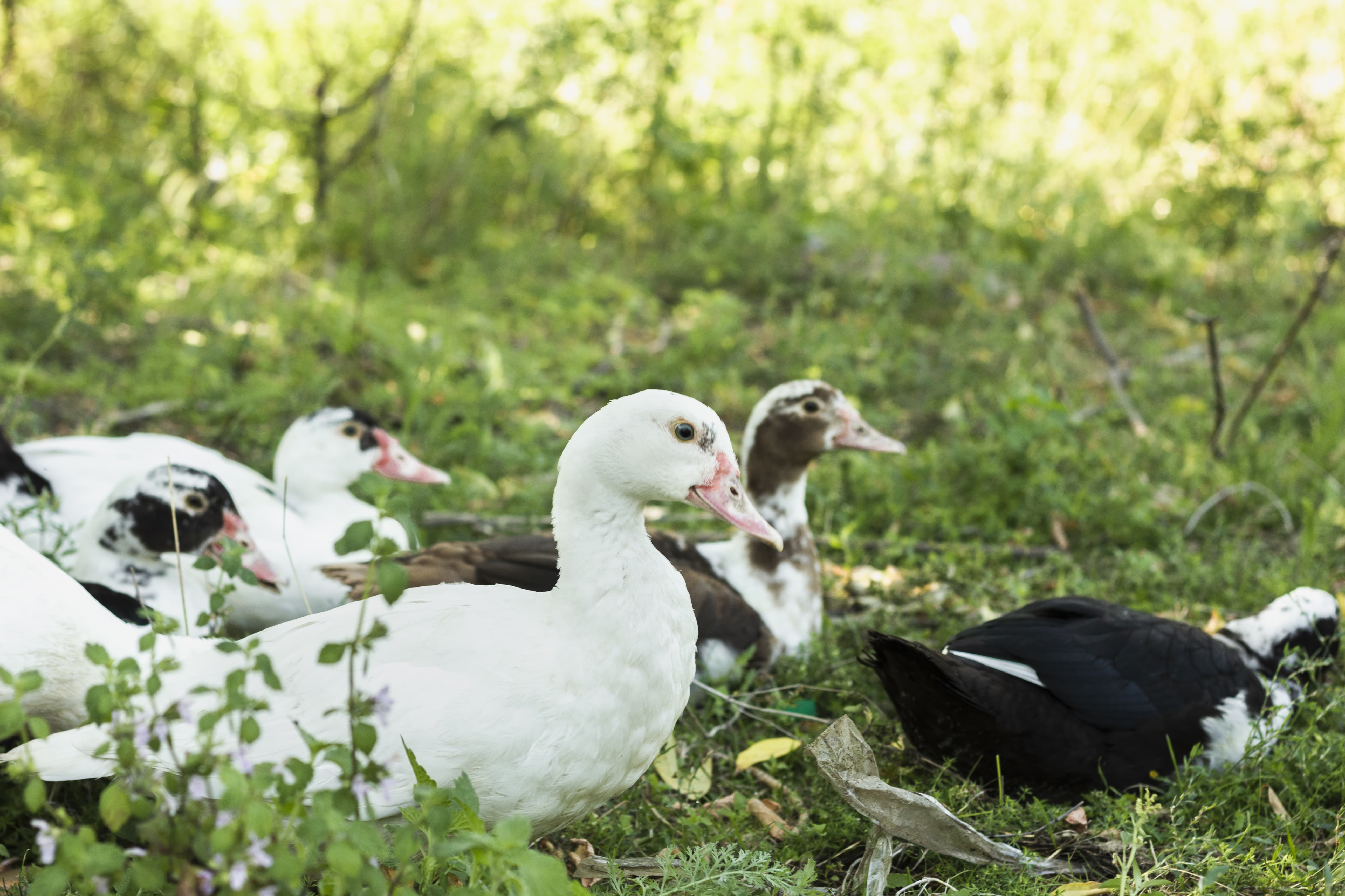 groupe de canards