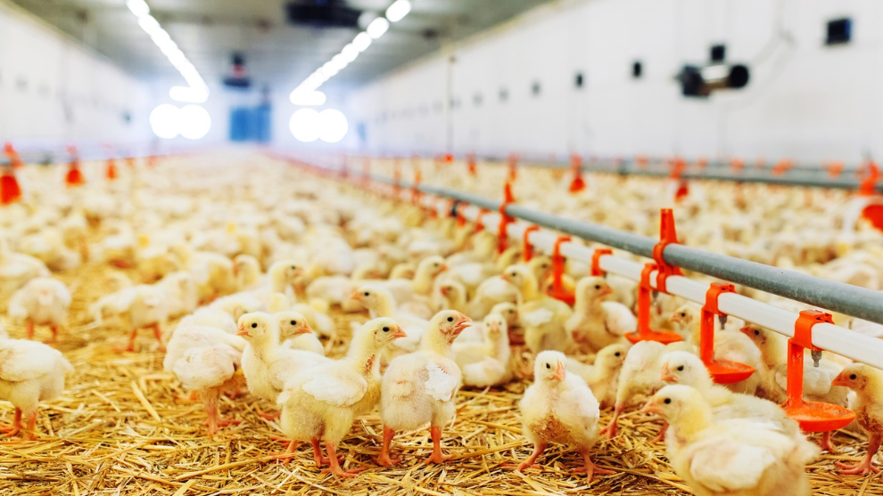 Causes et solutions à la réponse au stress des poulets de chair