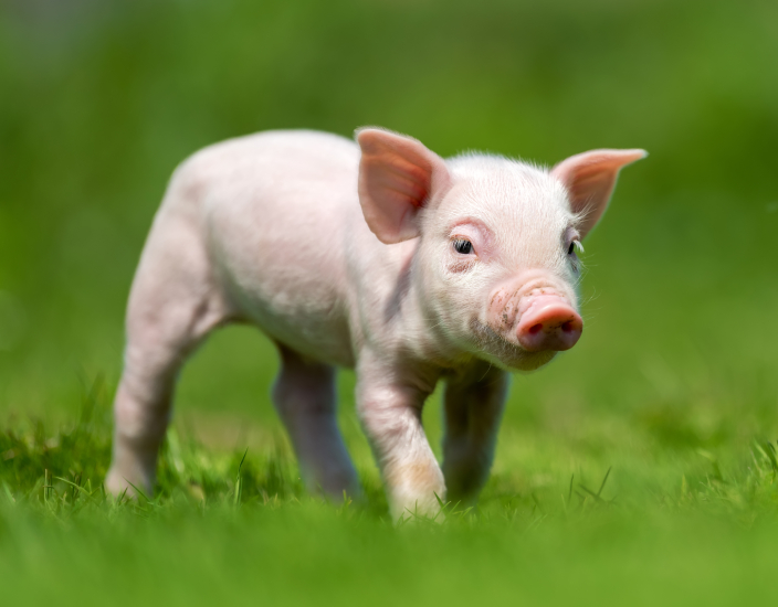 Prémélanges pour porcs Polifar : assurer la nutrition à chaque stade de croissance