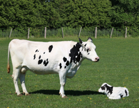 //5nrorwxhomonrik.leadongcdn.com/cloud/lpBqnKmmSRrlnijkrlko/dairy-cow.jpg