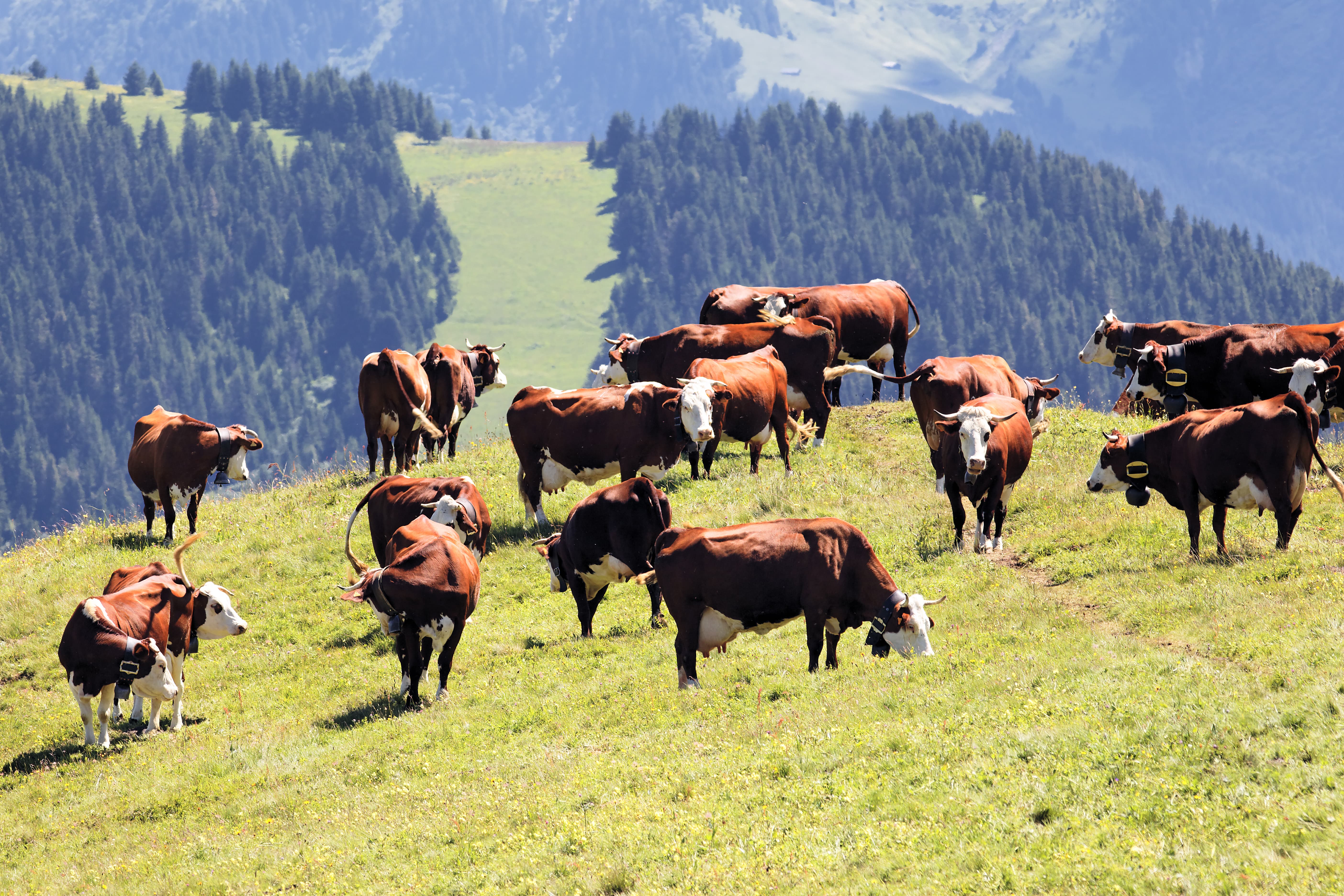 les vaches ont besoin de chlorure de choline