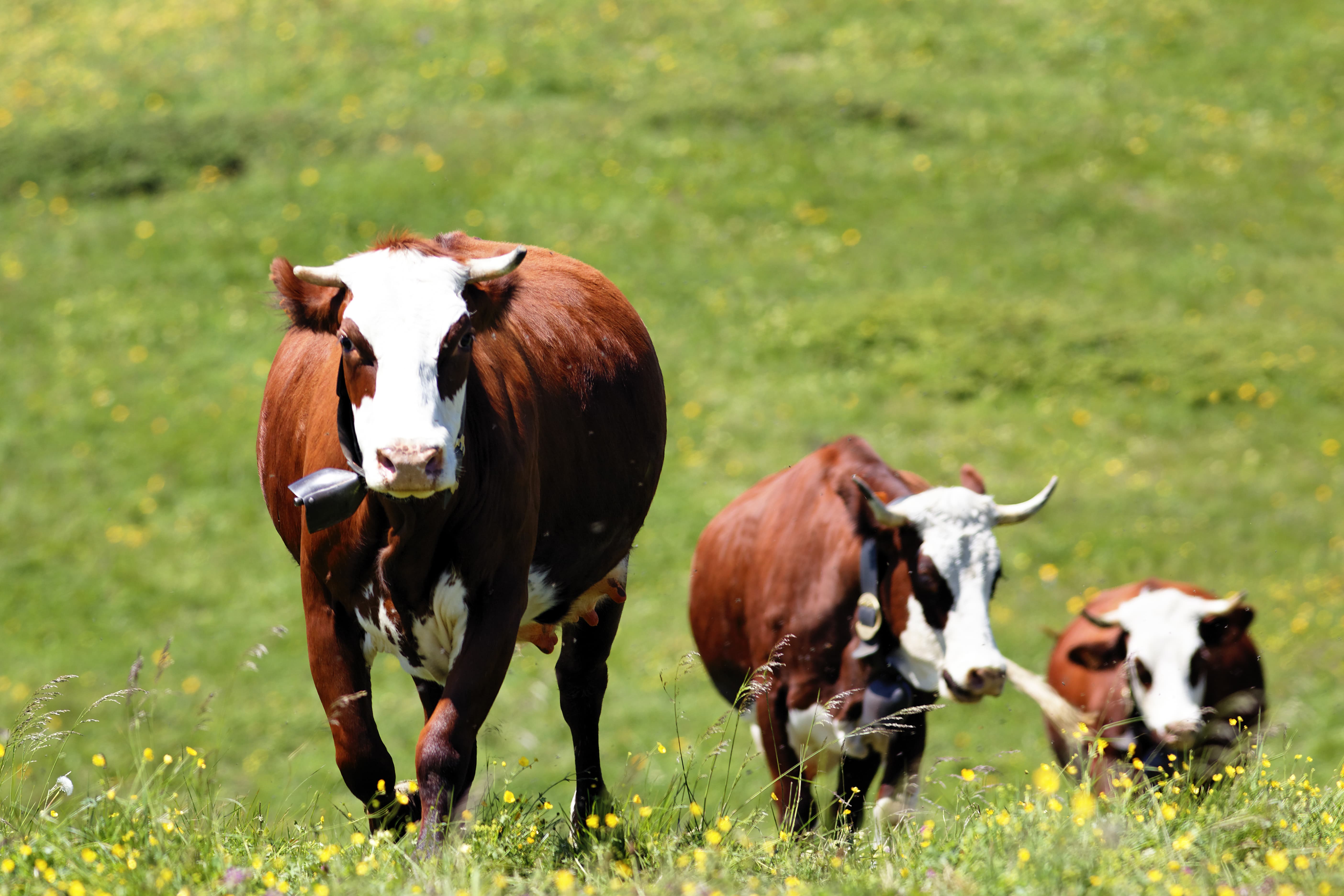 les bovins ont besoin d'acides aminés