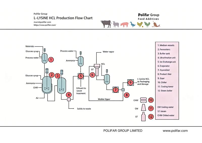 Organigramme de production de L-Lysine HCL