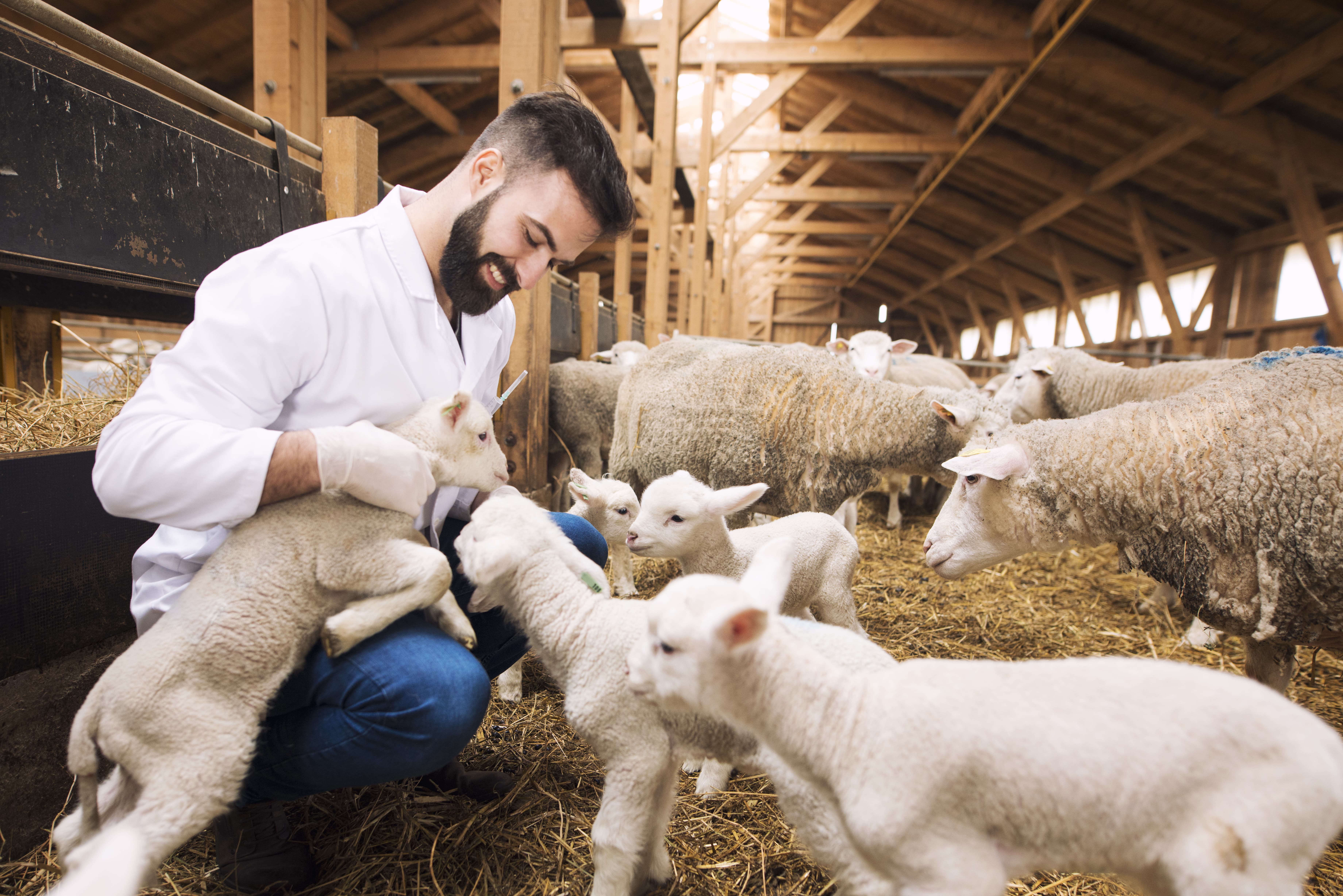 additif alimentaire pour moutons