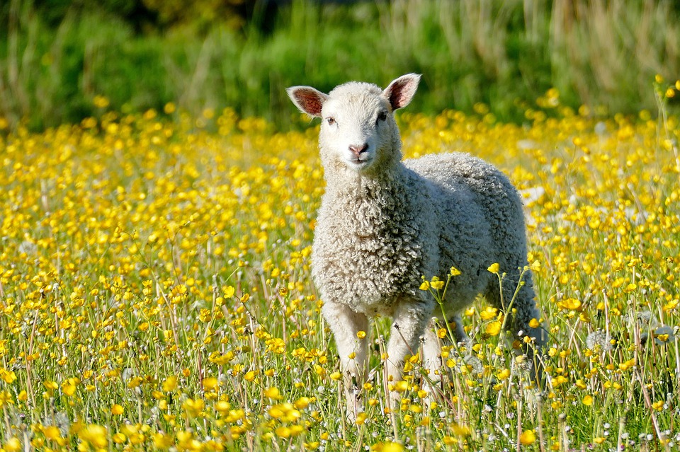 acide aminé pour mouton