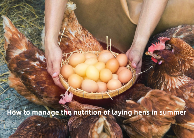 Comment gérer la nutrition des poules pondeuses en été