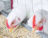 //5nrorwxhomonrik.leadongcdn.com/cloud/lrBqnKmmSRjlnlrmklkp/feed-additive-for-poultry.jpg